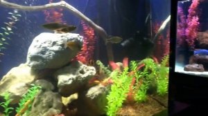 UPDATE ON THE 220 GALLON AQUARIUM FX6 AND SUNSUN HW-5000