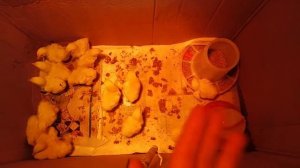 Цыплята бройлеров  ИЗА  Хаббарт,часть 1 / Из Москвы в Сибирь/Центральная Сибирь