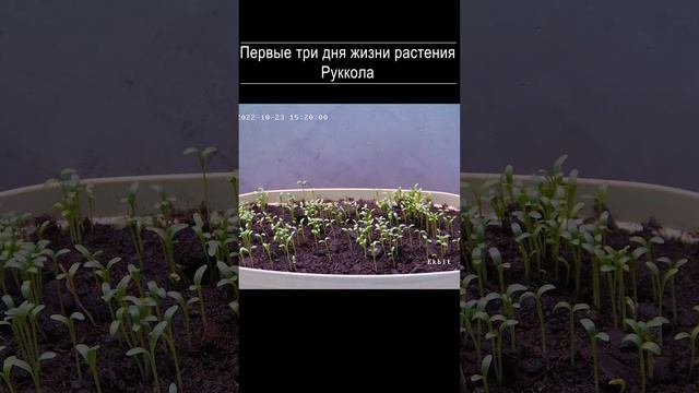 Таймлапс: Первые три дня жизни растения. Руккола