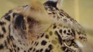 Чем больше риск, тем слаще добыча | Дикое Королевство