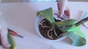 Лечение от гнили - грибковой инфекции на шейке Фаленопсиса!((((