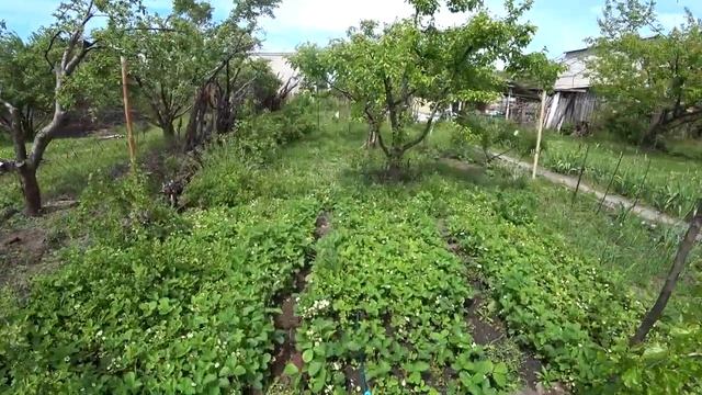 ? Прореживание/омолаживание грядок клубники весной без пересадки. Делать обязательно!