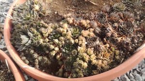 Как перезимовали молодило в кашпо. Выпады в бесснежную зиму #март2023 #молодило #sempervivum