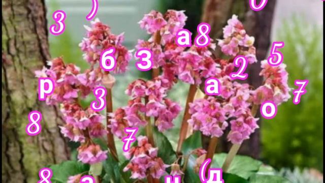 корень бадана купить смотреть онлайн