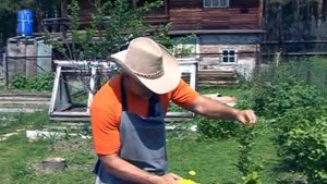 В Гостях у Дачи! Выпуск 78-й. Как ухаживать за газоном.