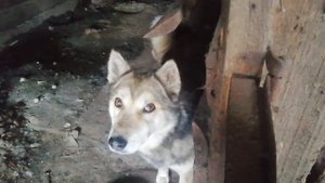 домашний волк