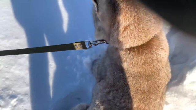 ГУЛЯЕМ ПО ПОСЕЛКУ С РЫСЬЮ / Заснеженная Пума смотреть онлайн