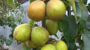 Груша ДАИТСУИ ЛИ / Азиатские груши "Наши"