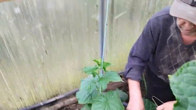Как восстановить погибшую рассаду огурца и не только погибшую смотреть онлайн
