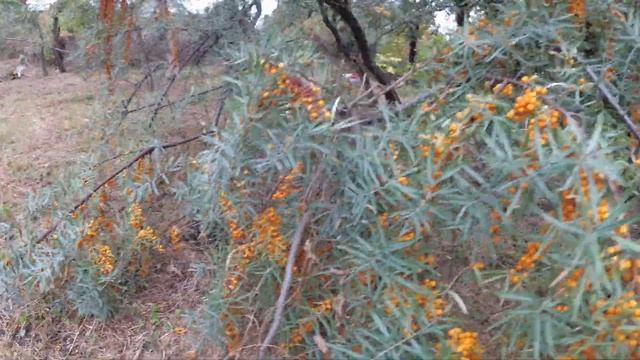 ДАРИ ОСЕНІ: їстівний каштан, горобина, глід, обліпиха, айва смотреть онлайн