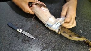 как разделать налима(треска пресноводная)