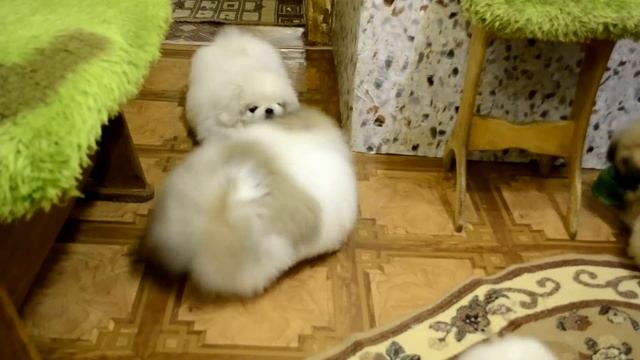 Питомник пекинесов "Савелина", щенки на продажу смотреть онлайн