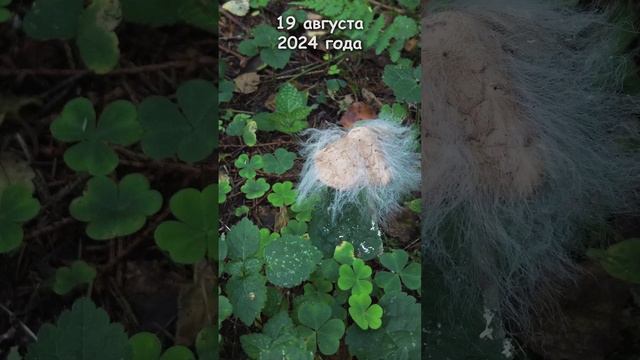 Гриб косит под Трампа или Бориса Джонсона смотреть онлайн