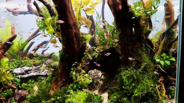 What you NEED to Know About The Harlequin Rasbora: Care and Breeding смотреть онлайн