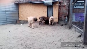 Элитные Щенки Английского Мастифа HD 1