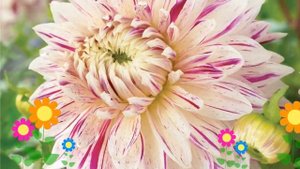 Георгина махровая (Avignon). Краткий обзор, описание характеристик, где купить луковицы