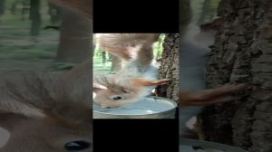 Бельчонок Ушастика пьёт воду
