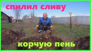 Спилил сливу и выкорчевал огромный пень Наш сад и огород весной