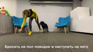 Как играть с собакой?