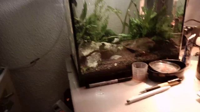 Triops | Housing your Triops Properly! смотреть онлайн