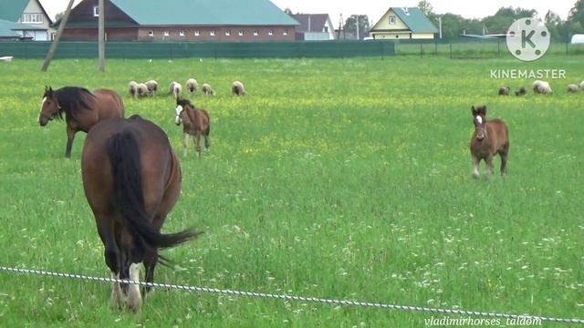 Владимирская порода лошадей. Табун с жеребятами на выпасе. #владимирскийтяжеловоз #лошади #конюшня