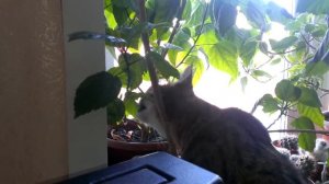 Кот жрёт гибискус