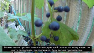 Сорт винограда Бако Черный (05.09.2021) / Grape variety Bako Black (09/05/2021)