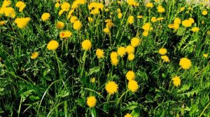 Исцеляющее пение птиц на летнем цветочном лугу. Расслабляющие звуки природы. Пение птиц для сна.