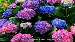 Чем подкормить гортензию для обильного цветения