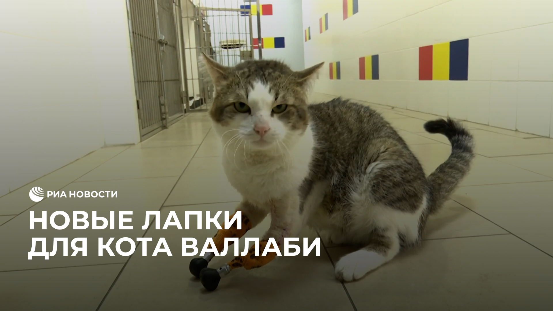 В Новосибирске коту без лап поставили протезы