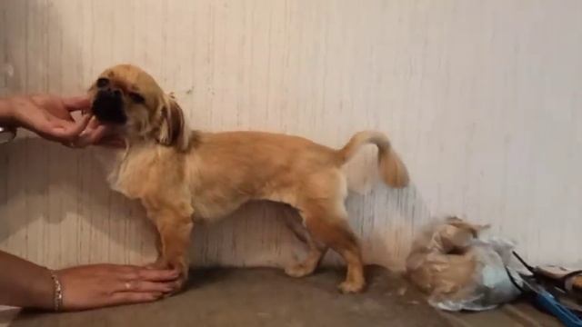 Стрижка пекинеса. До и после./12 июня 2021/стрижка собак. смотреть онлайн