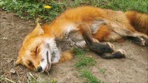 Лето пришло на УРУРУ ТВ - Summer Time on URURU TV