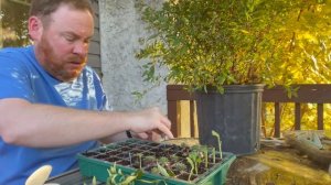 How to propagate Spirea from softwood cuttings