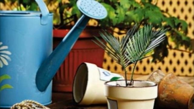 Комнатные цветы нуждаются в подкормке