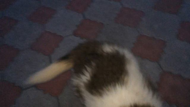 Щенки Московской Сторожевой от элитных родителей в Днепропетровске смотреть онлайн