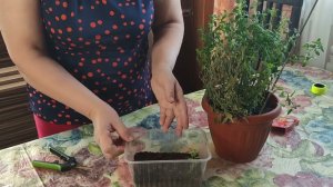 24 декабря 2023г Сохраняю и размножаю махровый львиный зев.