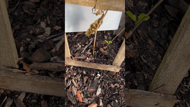 Passion Vine: Winter Protection Explained смотреть онлайн