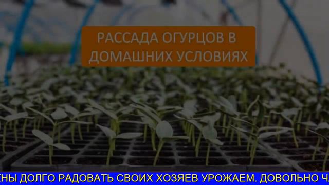 Урожайные Сорта Огурцов смотреть онлайн