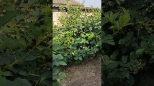 Ежевика Горизонт