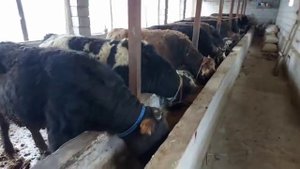 Бизнеси нав Бука парвари Тарзи парвариш /  Новый бизнес Быковод Как вырастить быка Как кормить быка