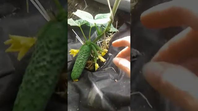 Огурец Меренго, Бьерн.Второй месяц плодоношение.Активный рост пасынков и огурцов. смотреть онлайн