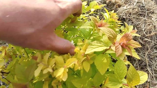 Спирея Golden flame смотреть онлайн