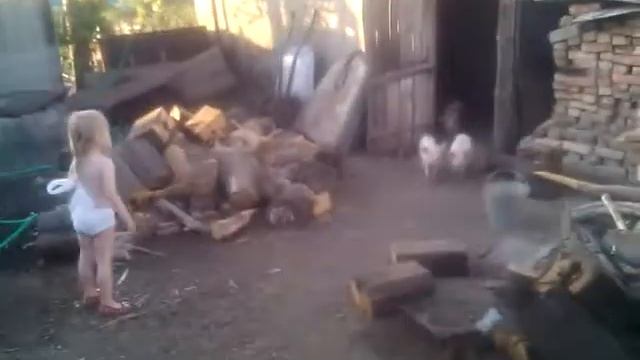 поросята