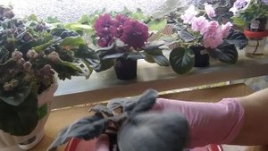 Фиалка повесила листья. ЧТО ДЕЛАТЬ?