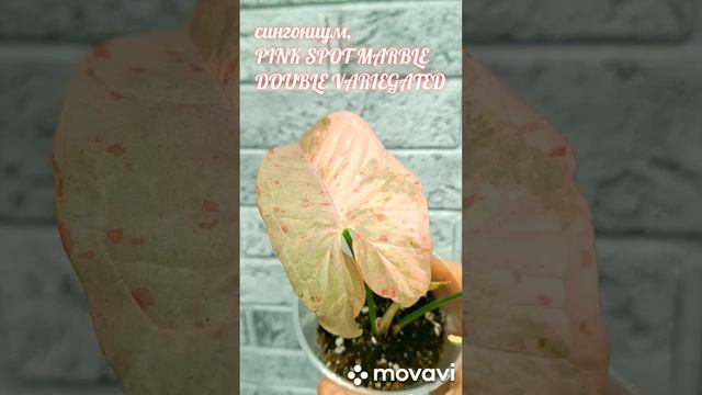 НОВЫЙ СИНГОНИУМ!!!