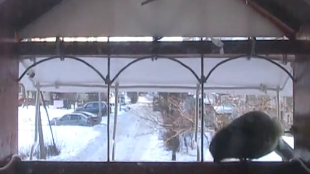 Кормушка life 22/01/2015 смотреть онлайн