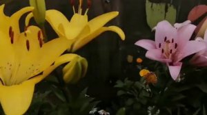 Лилии в моём саду.