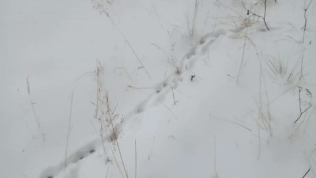 Уроды выбросили котёнка из окна. смотреть онлайн