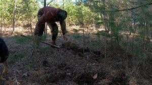 Ежегодная посадка деревьев