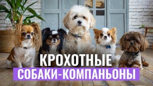 ТОП 5 крохотных пород собак с ОГРОМНЫМ потенциалом!